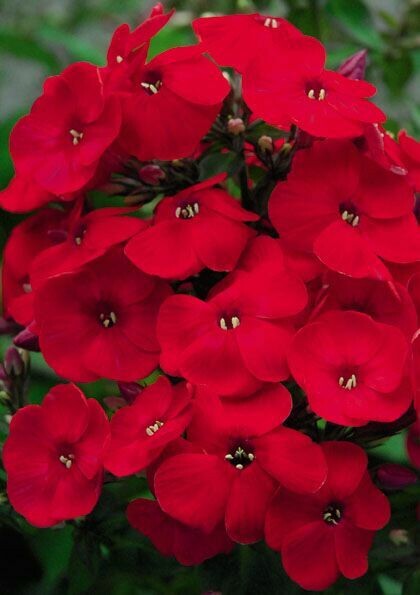 Phlox &#39;Volcano Red&#39; 1 gal