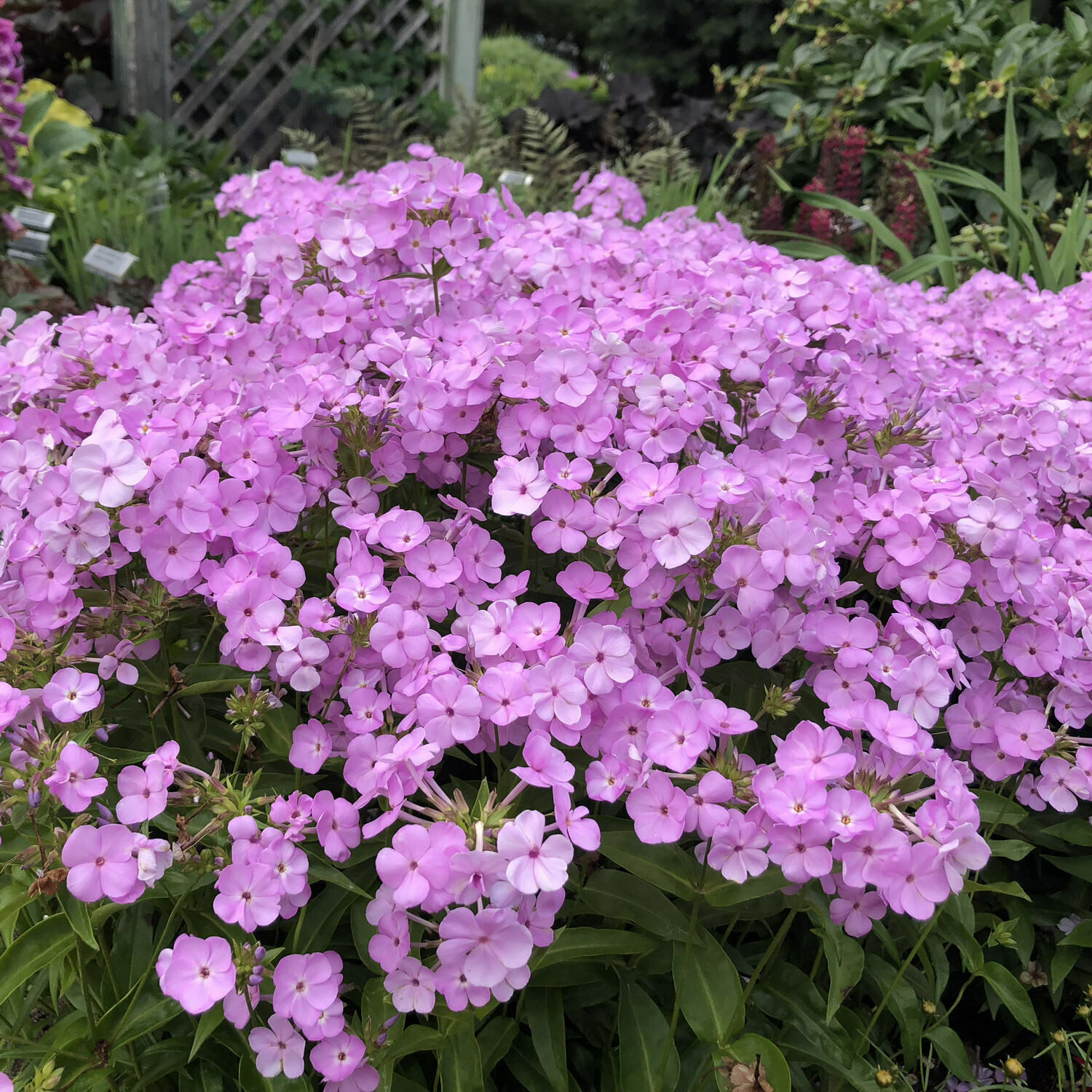 Phlox &#39;Opening Act Blush&#39; 1 gal