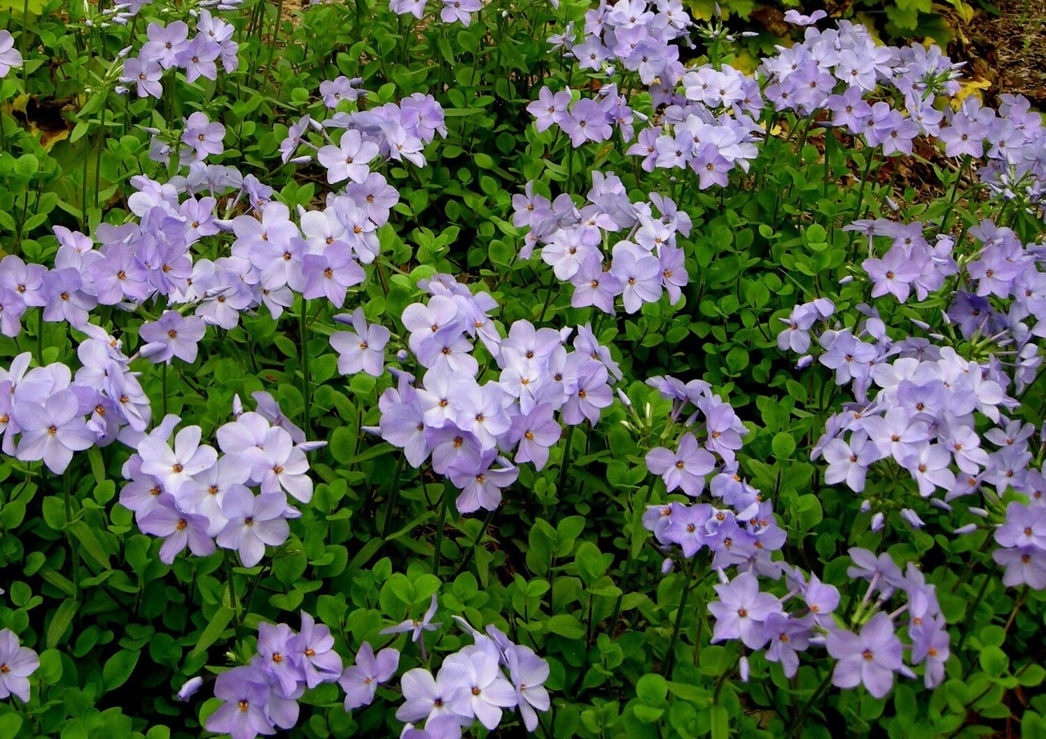 Phlox &#39;Blue Ridge Creeping&#39; 1 qt