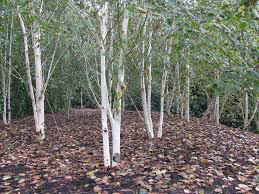 Birch Betula jacquemontii  15 gal. clump