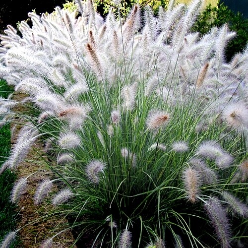 Pennisetum Aloprcuroides &#39;Hameln&#39; 1 gal.