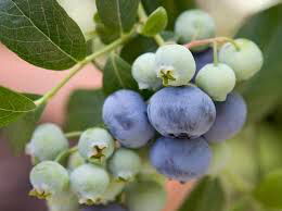 Blueberry Vaccinium corymbosum &#39;Bluecrop&#39; 3 gal