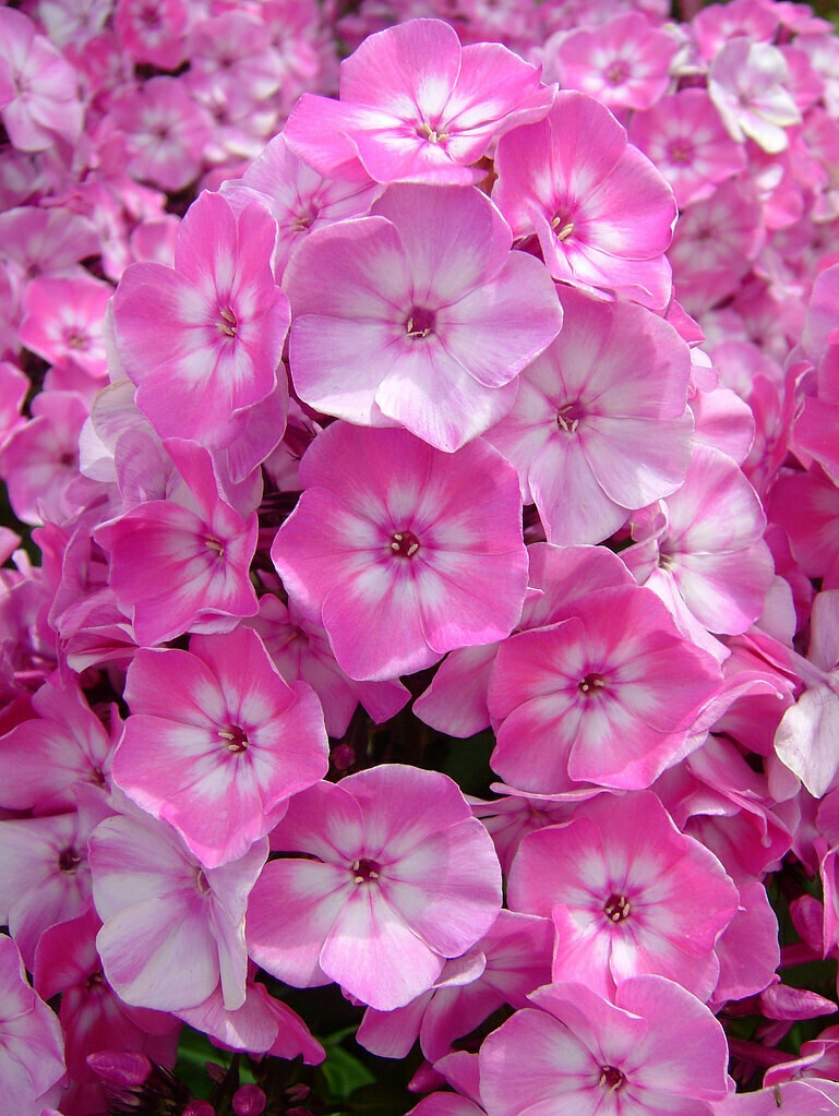 Phlox &#39;Volcano Pink w/ White Eye&#39; 1 gal