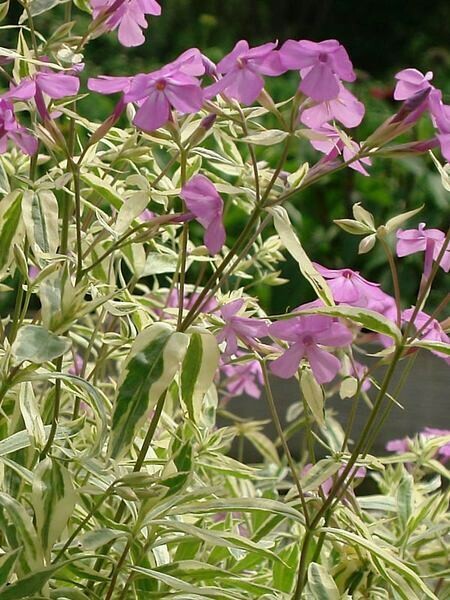 Phlox &#39;Triple Play Smooth&#39; 1 qt