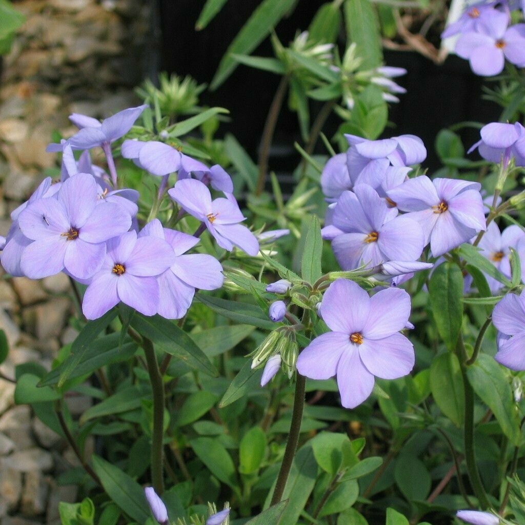 Phlox &#39;Blue Ridge Creeping&#39; 1 qt