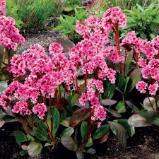 Bergenia &#39;Pink Dragonfly&#39;