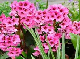 Bergenia &#39;Pink Dragonfly&#39;