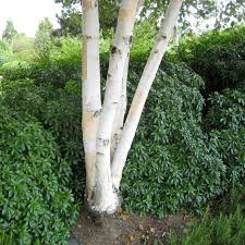 Birch Betula jacquemontii  15 gal. clump