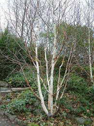 Birch Betula jacquemontii  15 gal. clump
