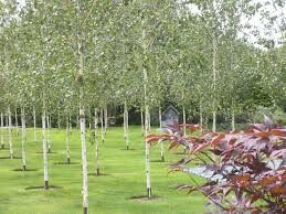 Birch Betula jacquemontii  15 gal. clump