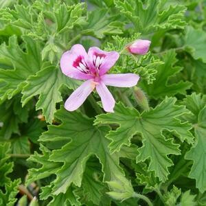 Pelargonium Citrosa - Mosquito Plant #1