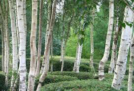 Birch Betula jacquemontii  15 gal. clump