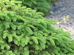 spruce birds nest Picea abies &#39;Nidiformis&#39; 3 gal