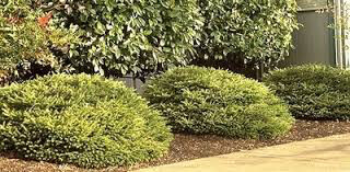 spruce birds nest Picea abies &#39;Nidiformis&#39; 3 gal