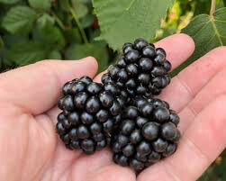 Rubus fruticosus &#39;Chester&#39; #2