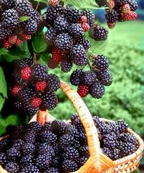 Rubus fruticosus &#39;Chester&#39; #2