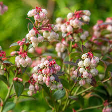 Blueberry Vaccinium corymbosum &#39;Bluecrop&#39; 3 gal