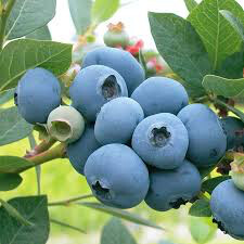 Vaccinium Hybrid &#39;3 in 1&#39; 5 gal
