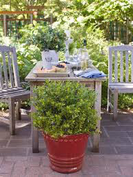 Vaccinium corymbosum &#39;Jelly Bean&#39; 2 gal