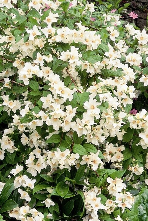 Philadelphus &#39;Belle Etoile&#39; 2 gal