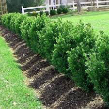 boxwood Buxus x &#39;Green Mountain&#39; 3 gal