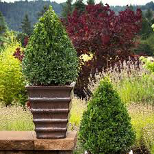 boxwood Buxus x &#39;Green Mountain&#39; 3 gal