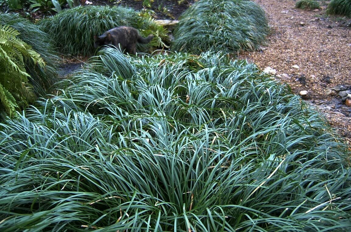 Ophiopogon Janponicus - Common Mondo Grass 1 gal.