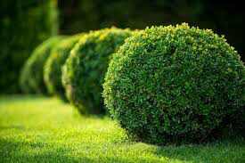 boxwood Buxus x &#39;Green Velvet&#39; 3 gal