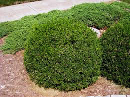 boxwood Buxus x &#39;Green Velvet&#39; 3 gal