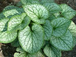 Brunnera macrophylla 'Jack Frost' 1 gal