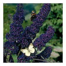 butterfly bush Buddleia Davidii 'Black Knight' 3 gal