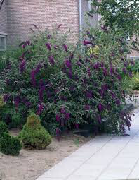 butterfly bush Buddleia Davidii 'Black Knight' 3 gal