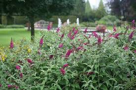 Buddleia x &#39;Miss Molly&#39; 3 Gallon