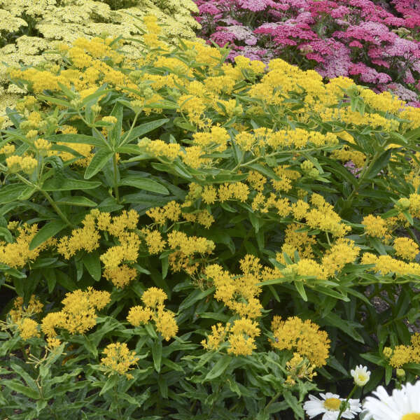 Asclepias tuberosa &#39;Hello Yellow&#39; 1 gal