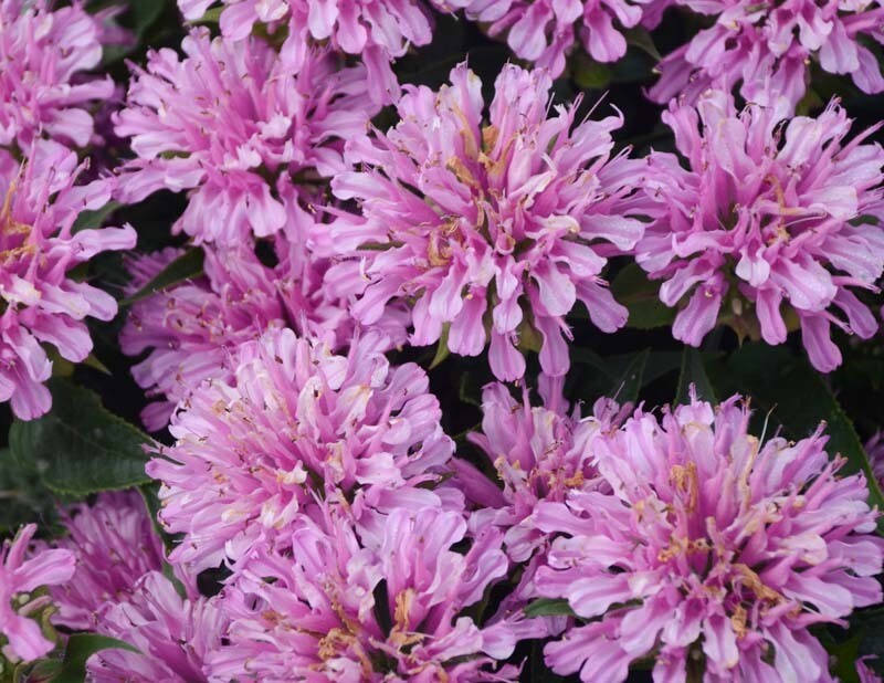 Monarda &#39;Pardon My Lavender&#39; 1 gal