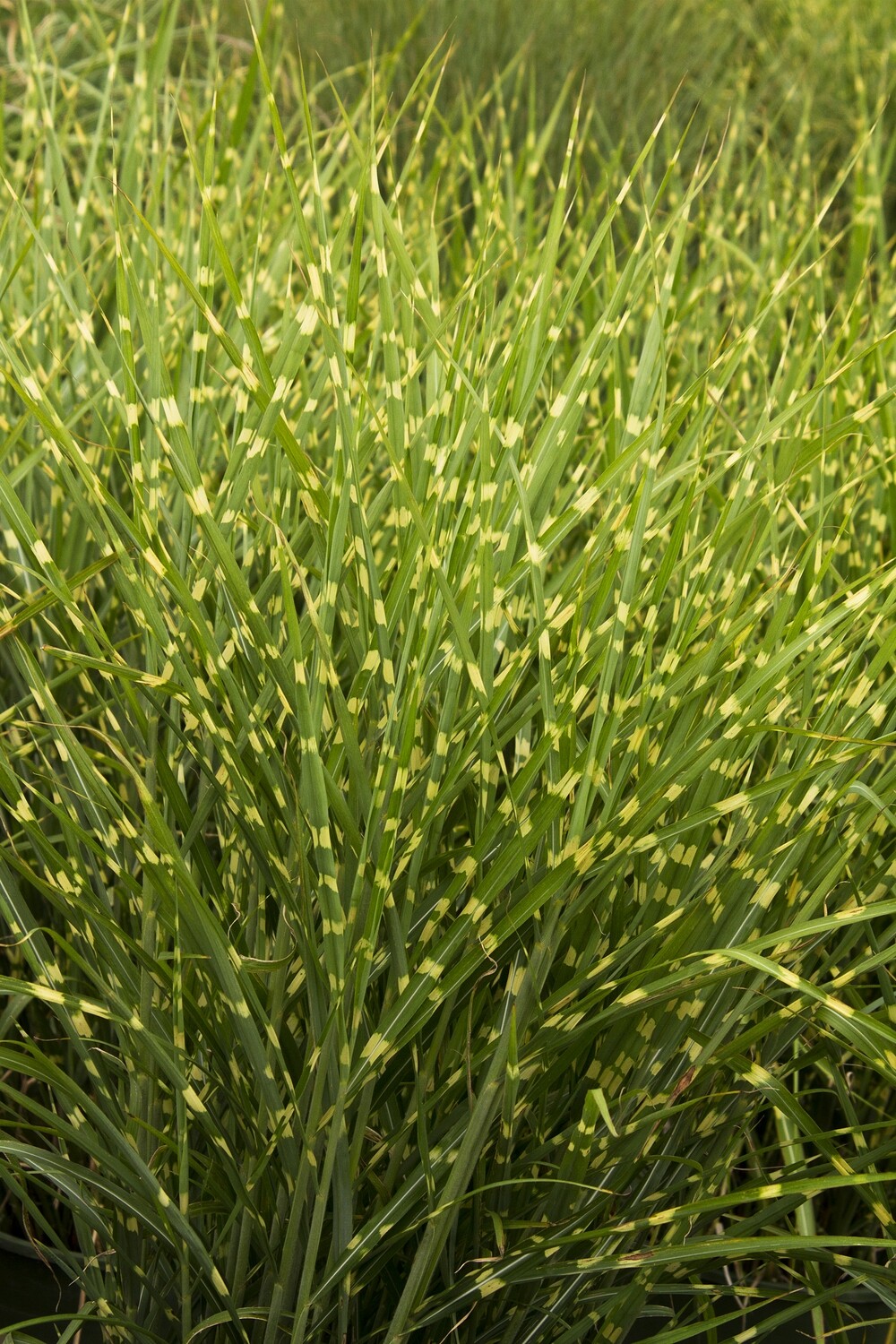 Miscanthus Sinensis `Strictus` - Porcupine Grass 2 gal.