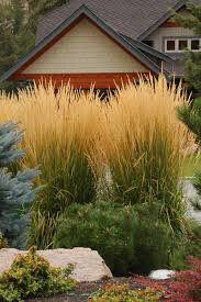 Calamagrostis arundinacea &#39;Karl Foerster&#39; 2 gal