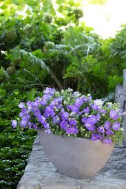 Campanula carpatica &#39;Rapido Blue&#39; 1 gal