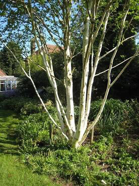 Birch Betula jacquemontii  15 gal. clump
