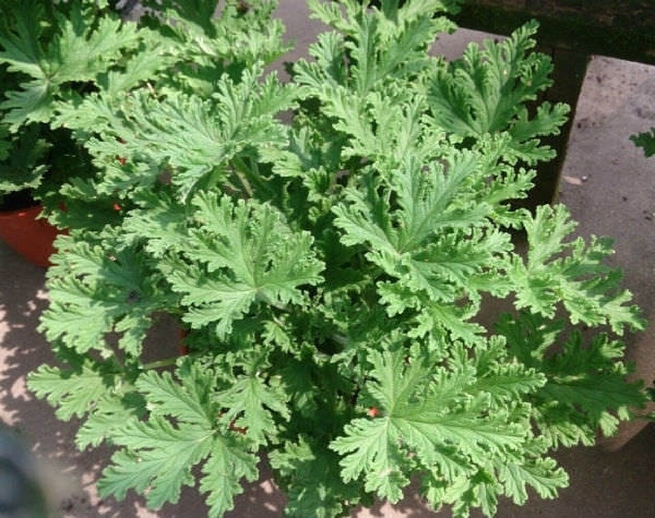Pelargonium Citrosa - Mosquito Plant #1