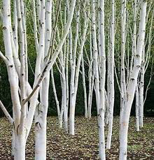 Birch Betula jacquemontii  15 gal. clump
