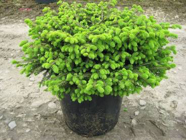 spruce birds nest Picea abies &#39;Nidiformis&#39; 3 gal