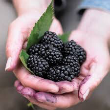 Rubus fruticosus &#39;Chester&#39; #2