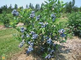 Blueberry Vaccinium corymbosum &#39;Bluecrop&#39; 3 gal