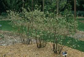 Blueberry Vaccinium corymbosum &#39;Bluecrop&#39; 3 gal