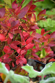 Vaccinium corymbosum &#39;Jelly Bean&#39; 2 gal