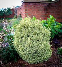 boxwood Buxus sinica &#39;Sunburst&#39; 2 gal