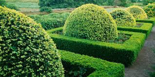 boxwood Buxus sinica &#39;Sunburst&#39; 2 gal