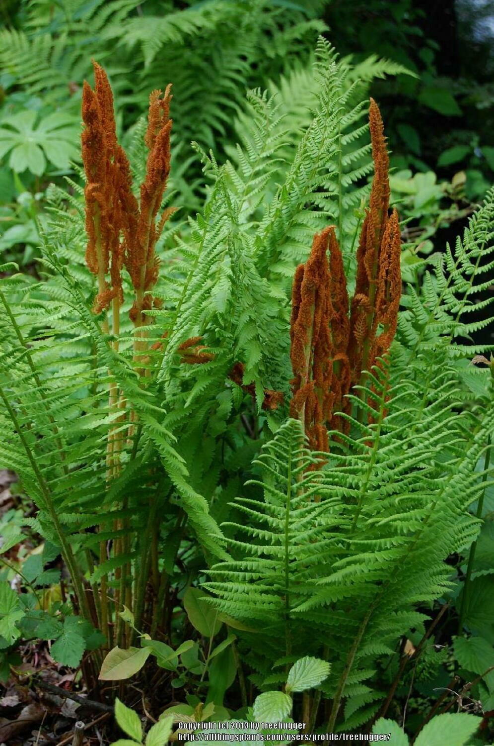 Osmundastrum cinnamomeum Cinnamon Fern 1 gal
