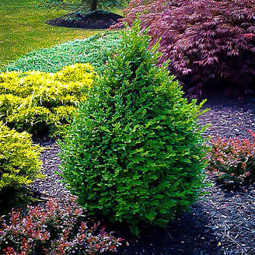 boxwood Buxus x 'Green Mountain' 3 gal